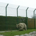 Zoo de Servion - Ours