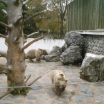 Zoo de Servion - Ours