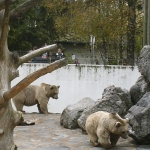 Zoo de Servion - Ours