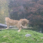 Zoo de Servion - Lions