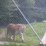 Zoo de Servion - Tigre