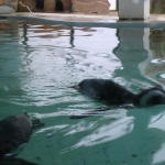 Zoo de Servion - Pingouins