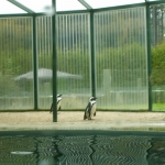 Zoo de Servion - Pingouins