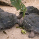 Zoo de Servion - Tortues